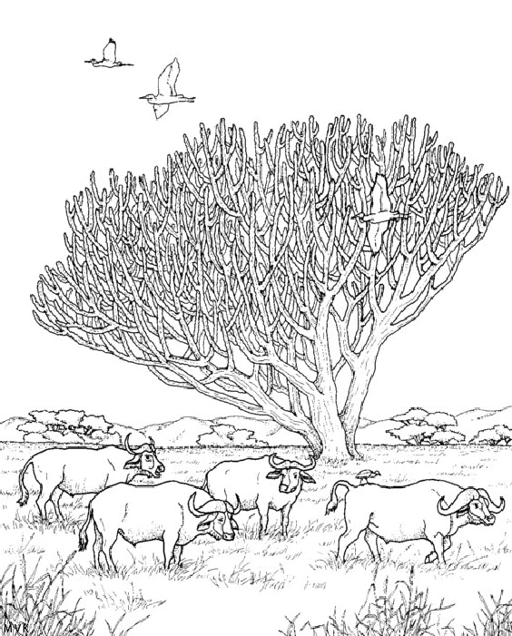 nature in africa002